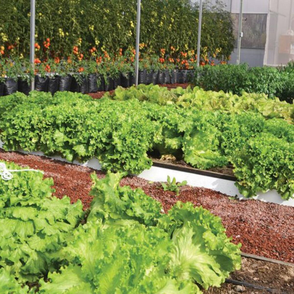 ¿Huertas en La Vaguada de Salamanca?