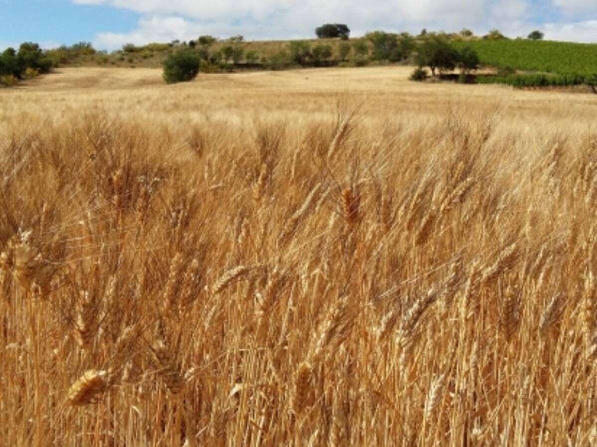 La insuficiencia de la renta agraria subyace del estudio de la PAC en Aragón