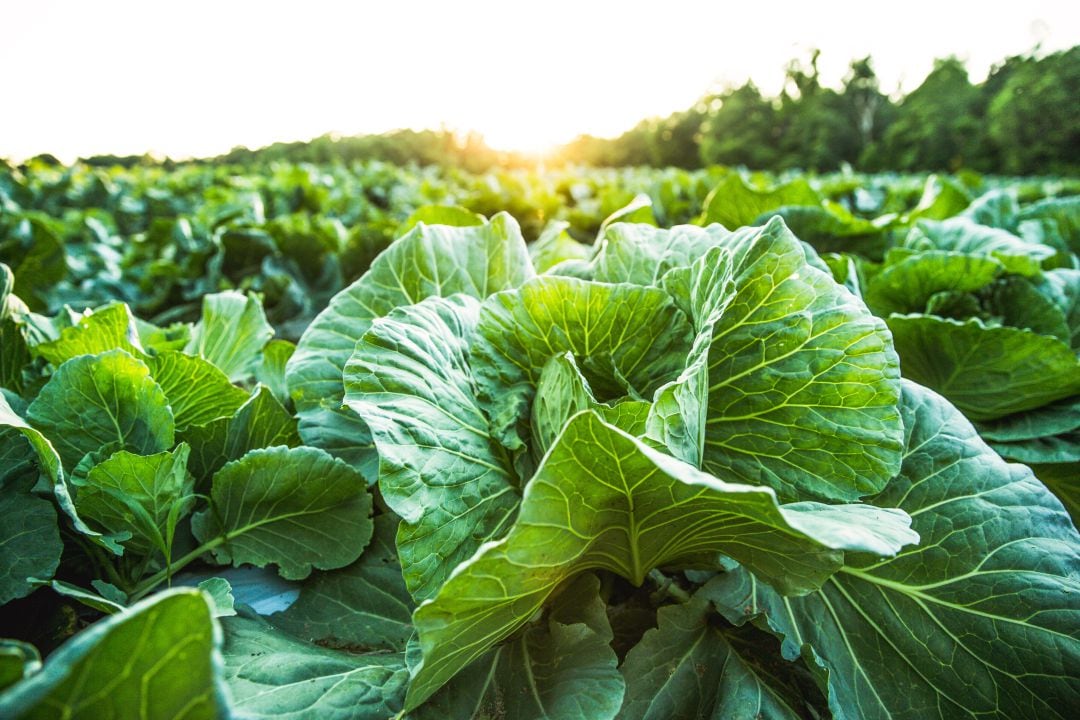 La Comunitat Valenciana es la cuarta autonomía donde más crece la agricultura ecológica de toda España.