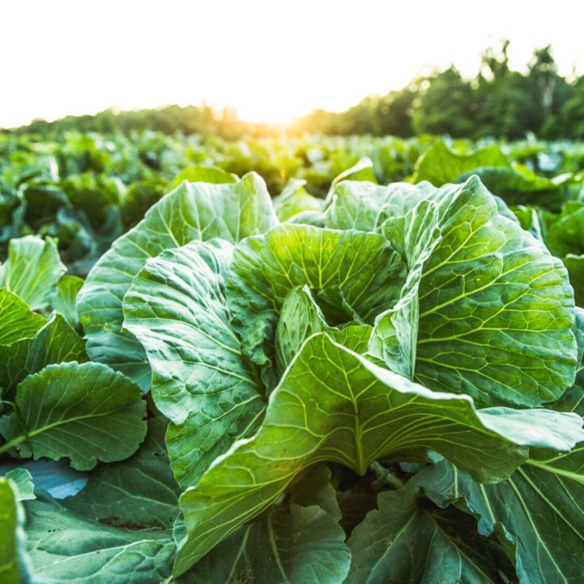 Los valencianos no respaldan la agricultura ecológica pese a ser uno de los lugares donde más crece