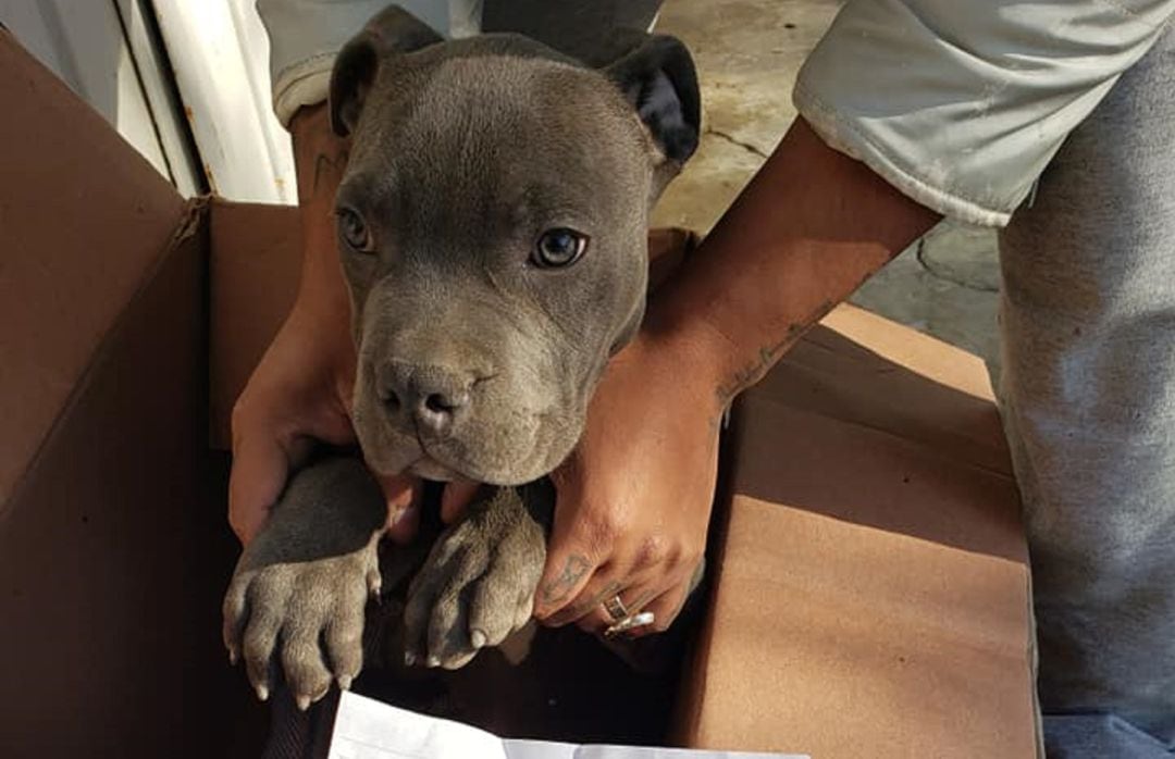 El perro fue encontrado frente al refugio.