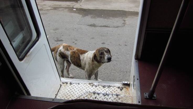 Entrevista mascotas en autobuses EMT