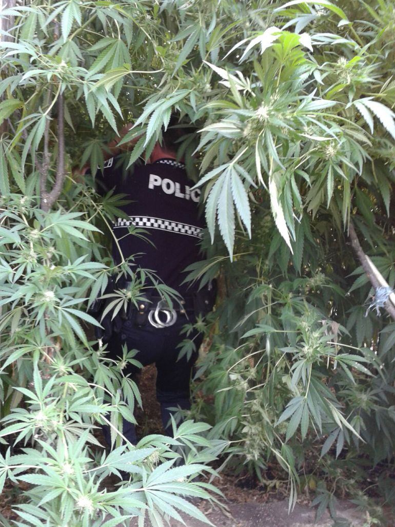 Los agentes comprobaron que las plantas tenían entre 2 y 3 metros de altura