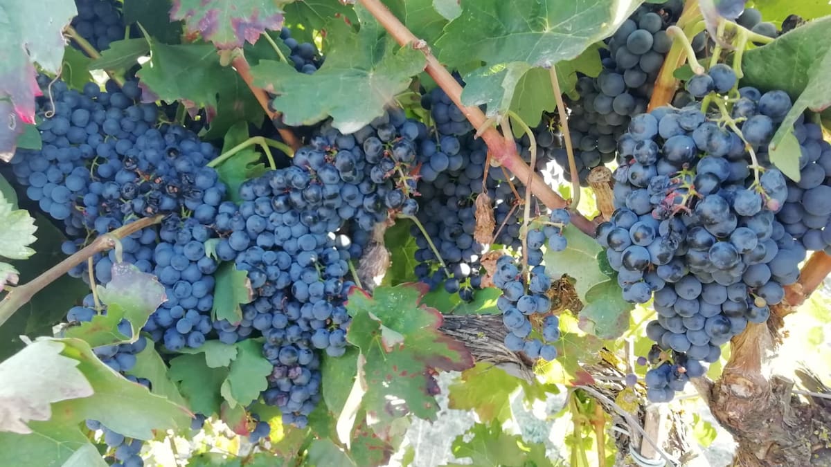 La vendimia termina en el Somontano con más de 20,5 millones de kilos de uva