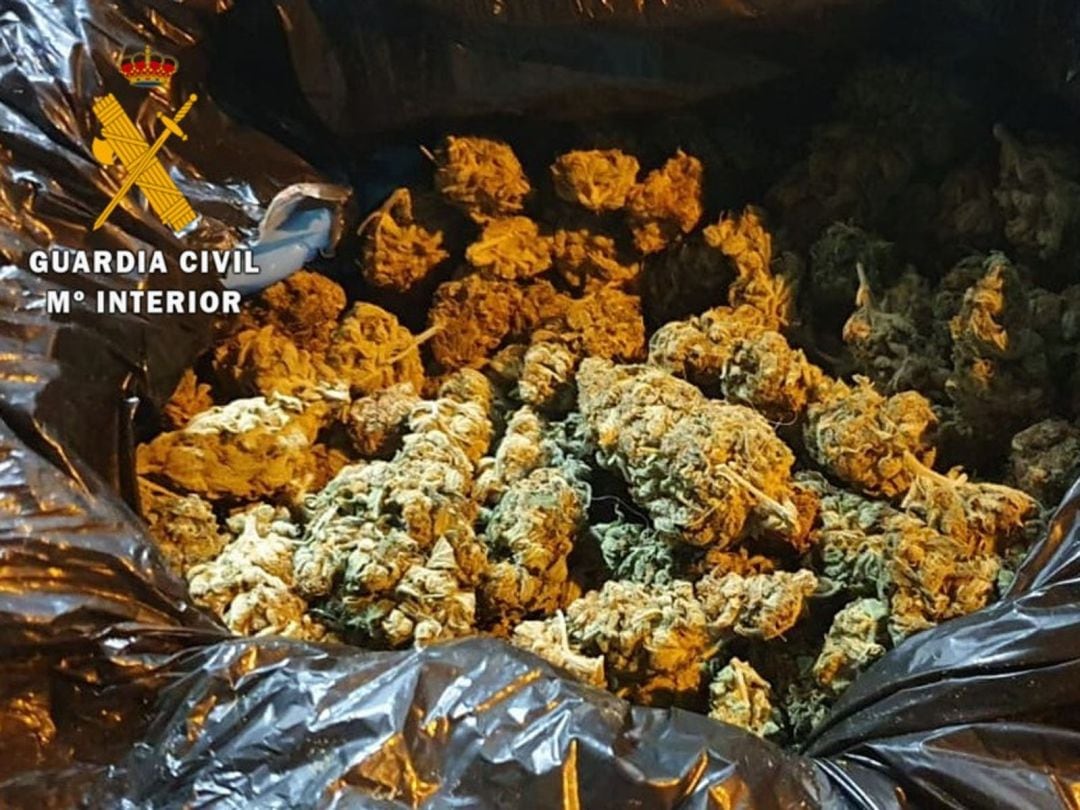 Cogollos de marihuana incautados por la Guardia Civil en Matilla de Arzón