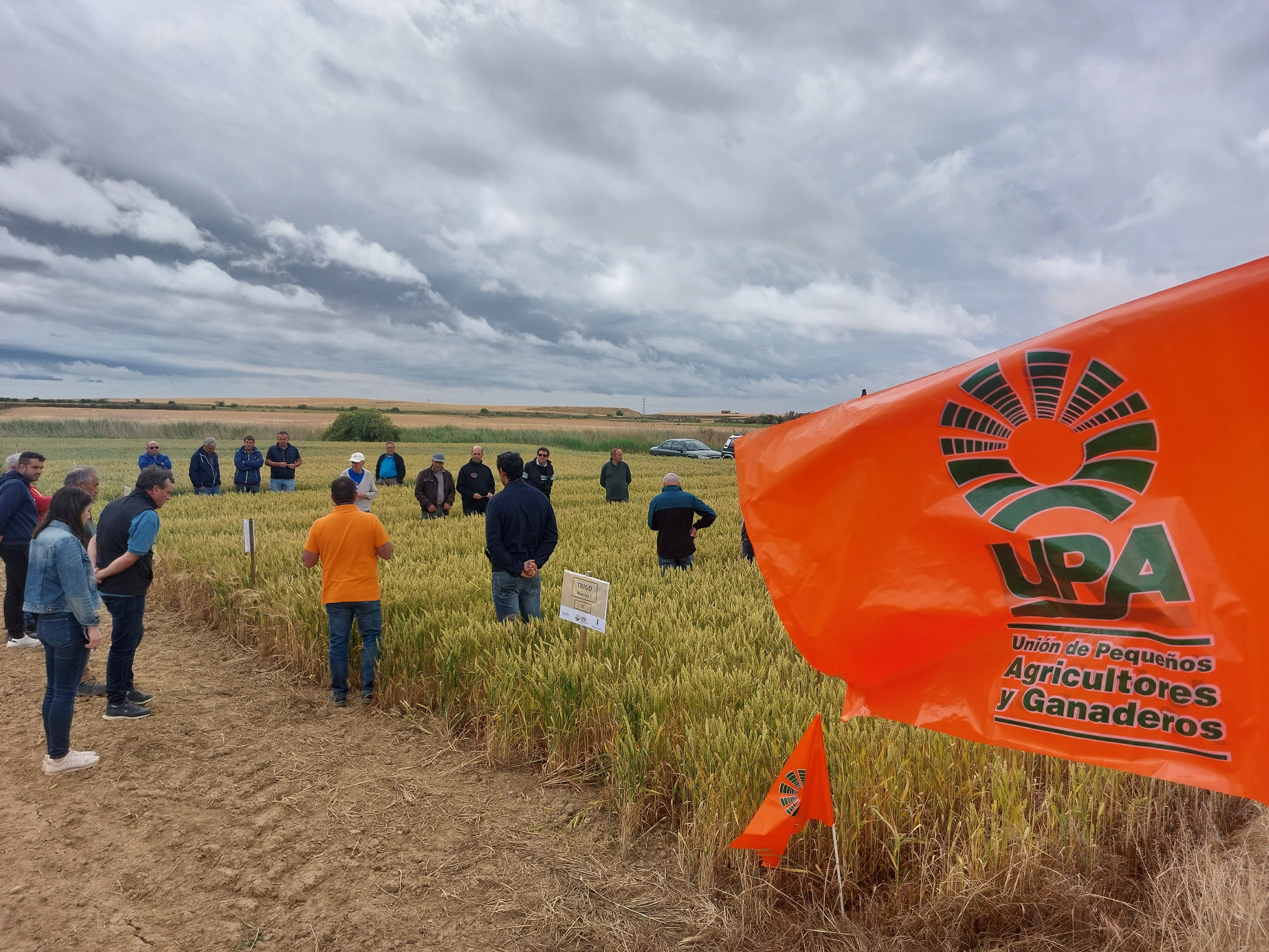 Una jornada de UPA PALENCIA con agricultores transfiere información de su Campo Demostrativo de Cereales