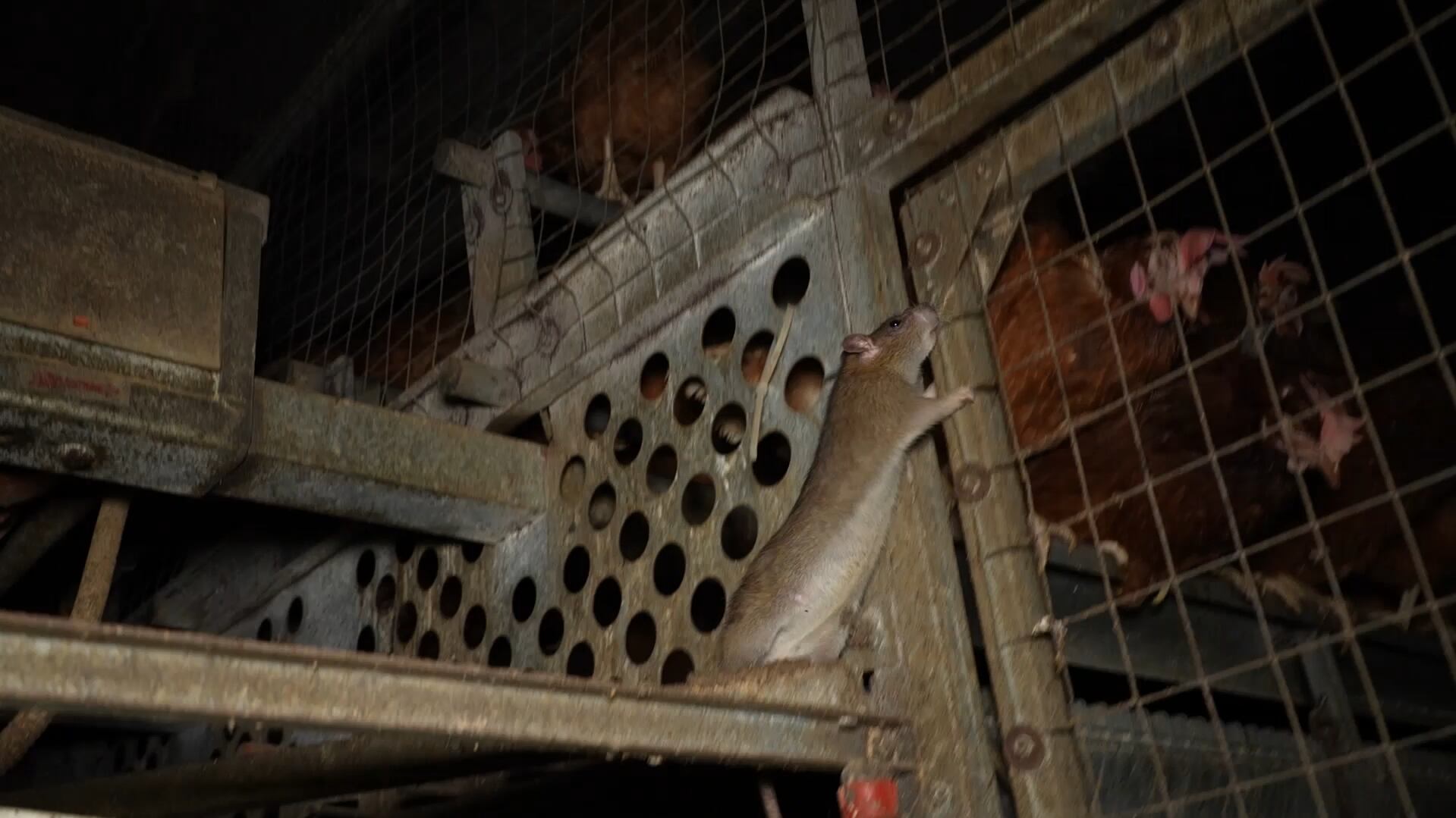 Interior de la explotación ganadera/ ARDE