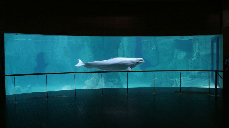 Beluga en uno de los acuarios del Oceanogràfic