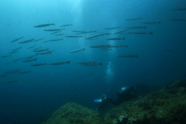 Banco de barracudas en el parque natural de la isla de Port-Cros, en la región francesa de Provenza-Alpes-Costa Azul.