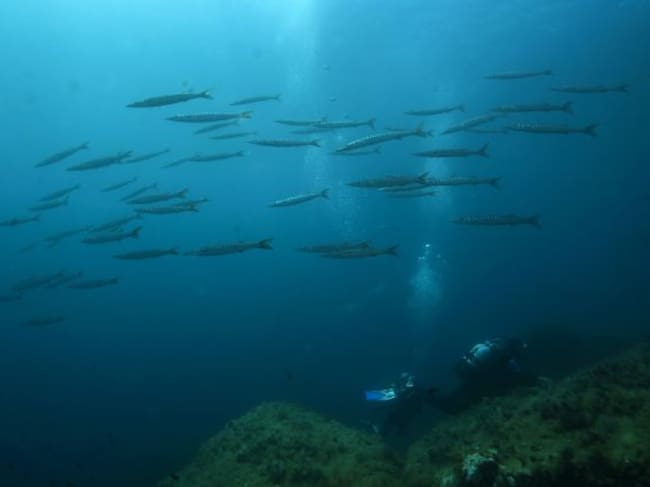 Banco de barracudas en el parque natural de la isla de Port-Cros, en la región francesa de Provenza-Alpes-Costa Azul.