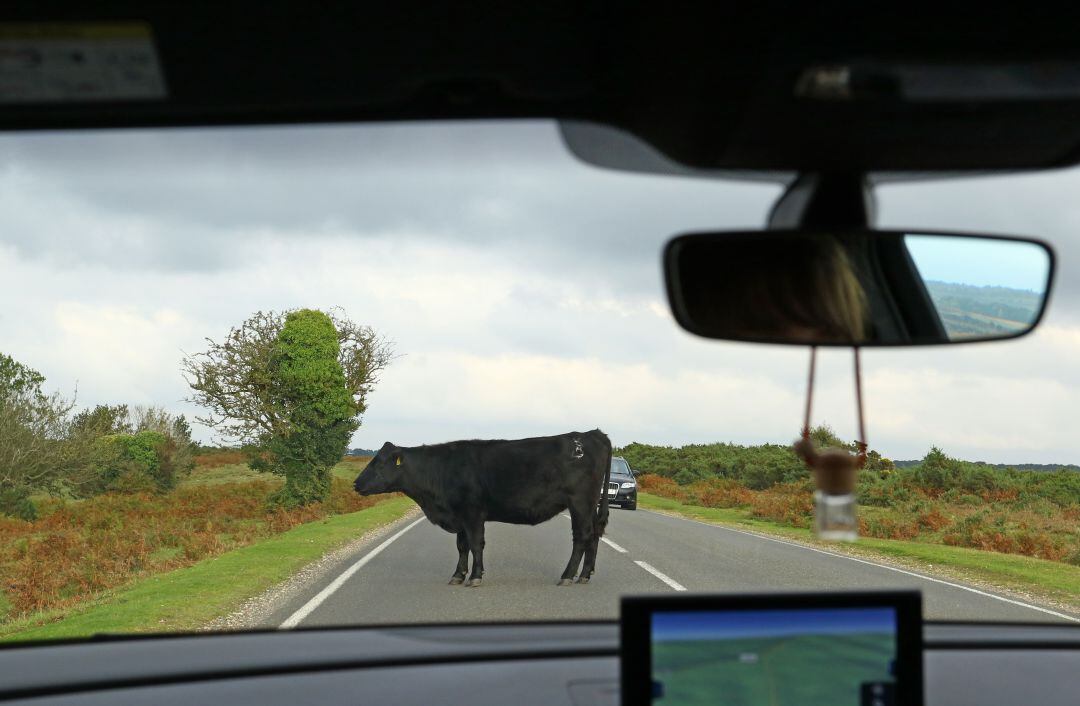 Así es como debes actuar si te encuentras a un animal en la carretera para evitar una colisión.