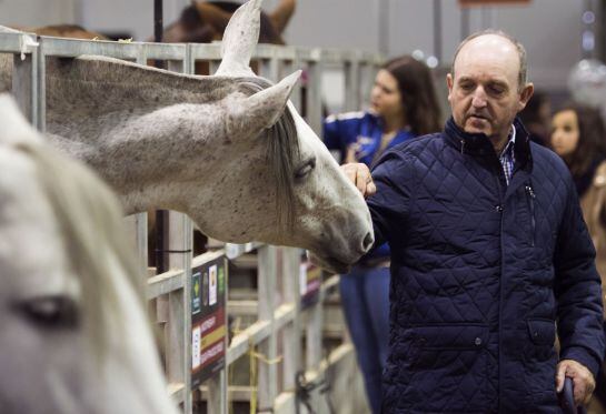 Un visitante acaricia un ejemplar en el Salón Internacional del Caballo (SICAB) 2016 en Sevilla