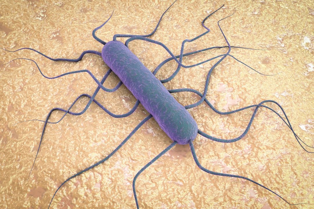 Imagen de la bacteria que produce listeriosis 