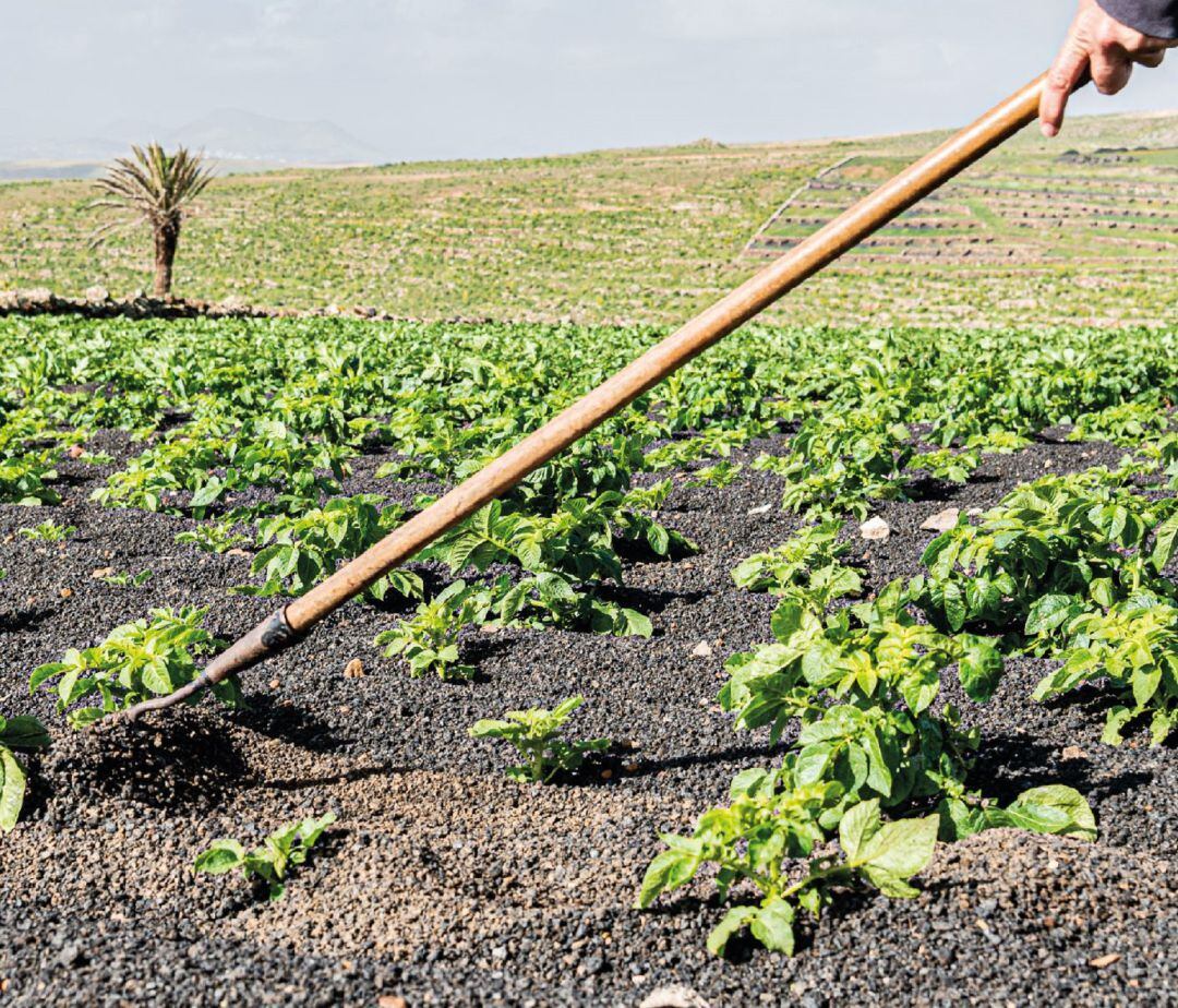 Imagen de archivo de una plantación de &#039;Papa Los Valles&#039;.