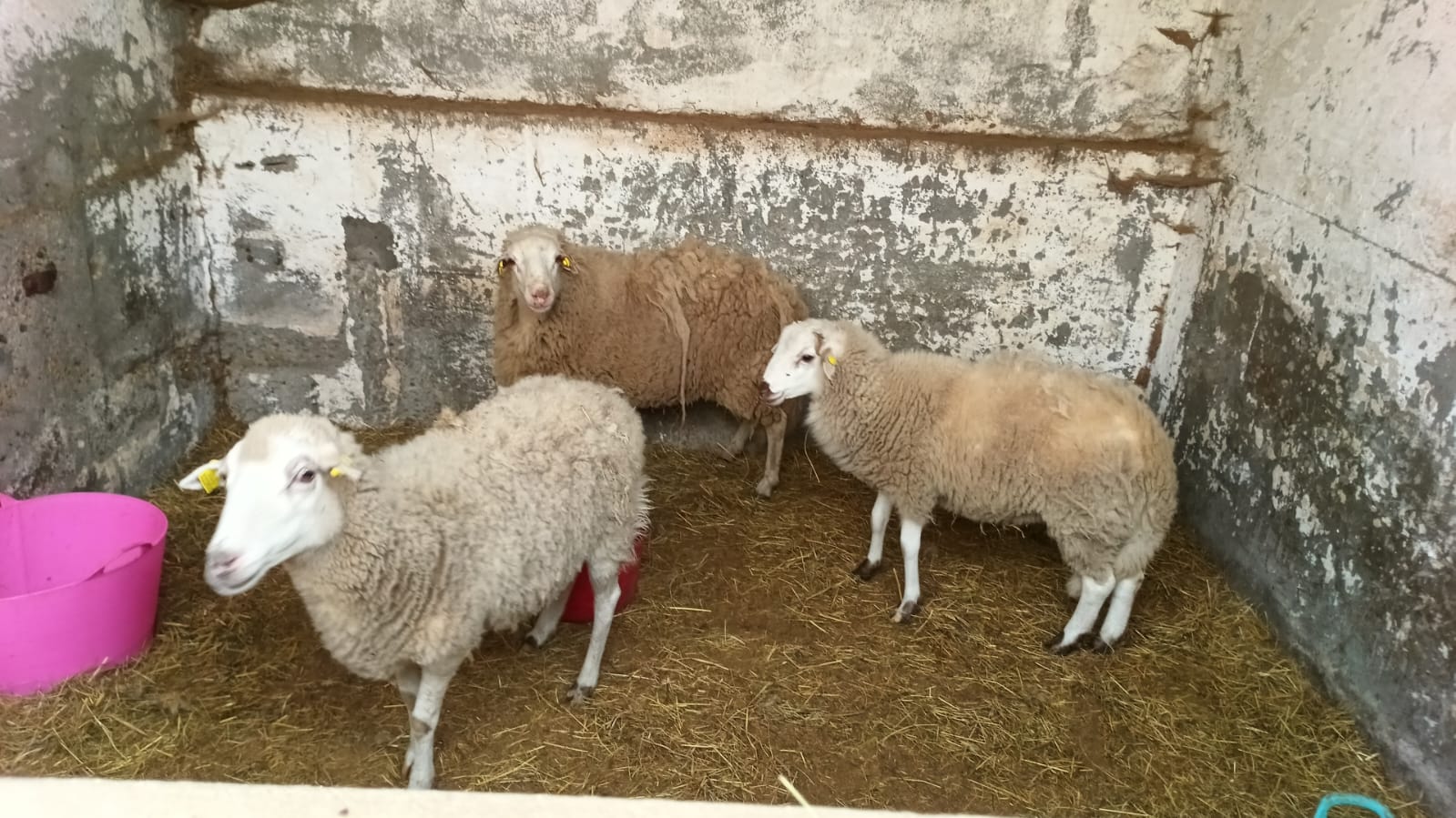 Ovejas subastadas por el Concello de Vigo