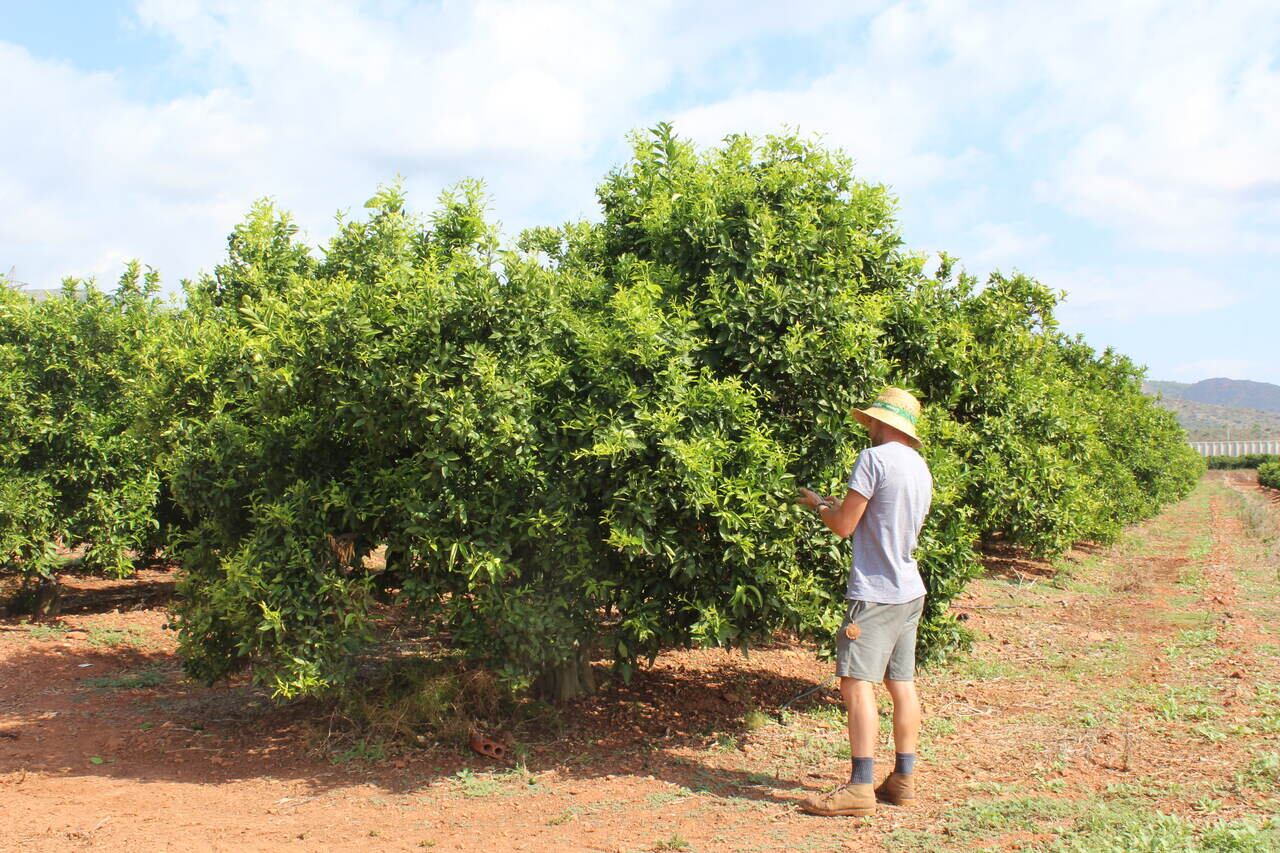 Carlos de cítricos en la Comunitat Valenciana en una imagen de archivo.