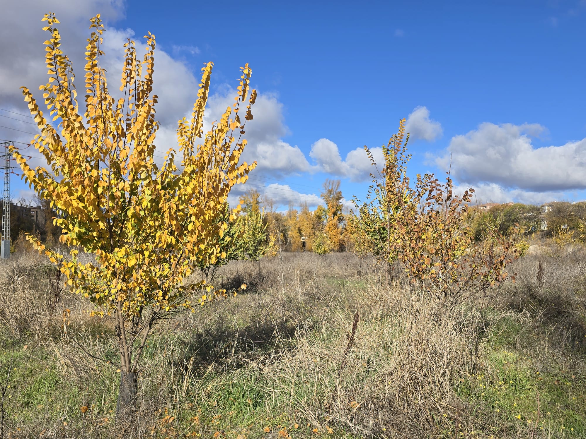 Plantación de olmos resistentes a la grafiosis para regenerar olmedas en la provincia de Cuenca.