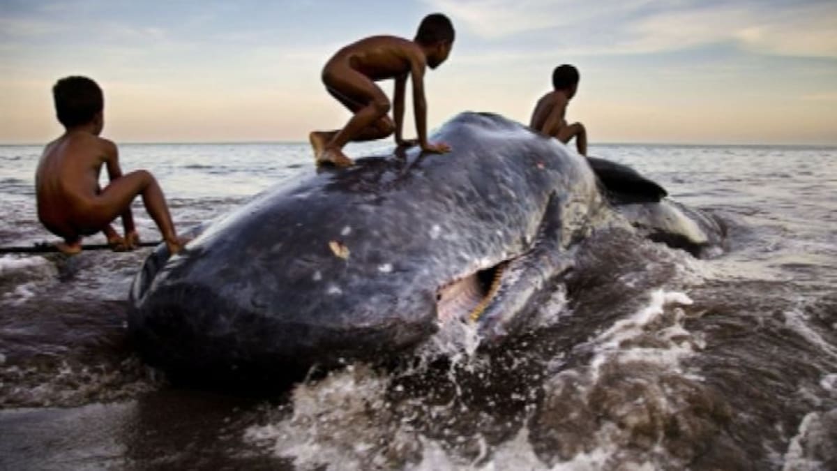 Un retrato para denunciar la sobreexplotación de los océanos