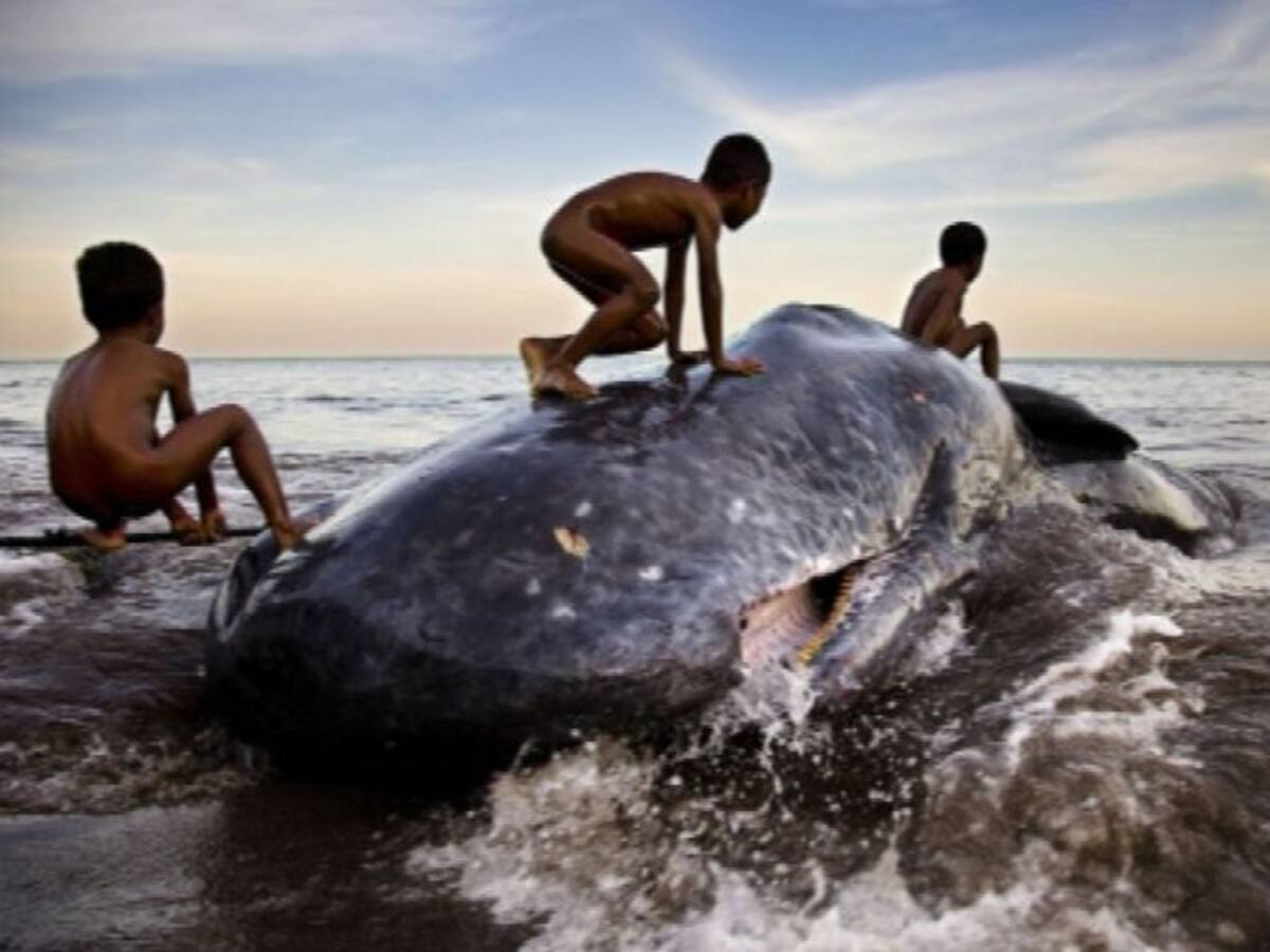 Un retrato para denunciar la sobreexplotación de los océanos