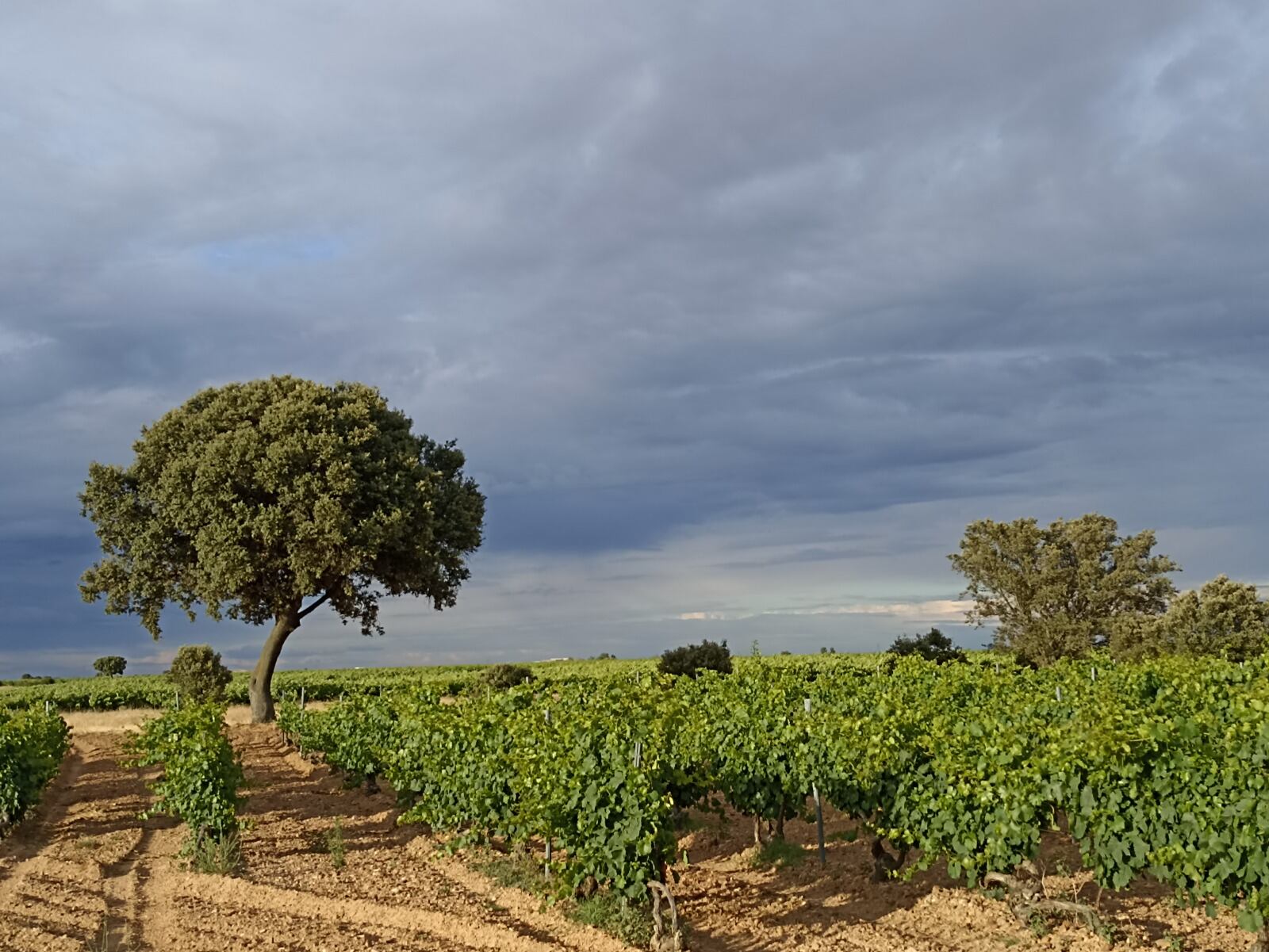 La investigación sobre el viñedo centra distintos proyectos en La Seca