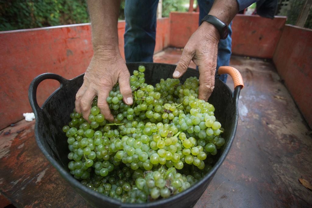 Vendimia de uva godello en la Adega Tabian, en A Pobra de Brollon (Lugo).