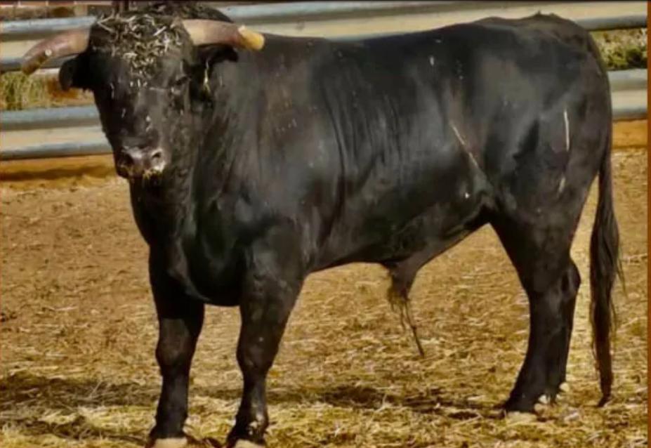 Toro escapado del encierro de Romancos