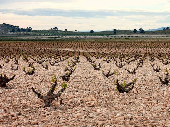 Viñedos Jumilla