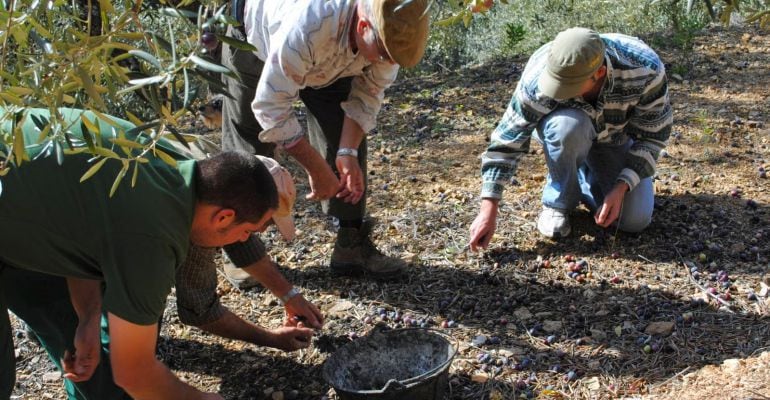 Varias personas recogen aceituna del suelo en un olivar jiennense.