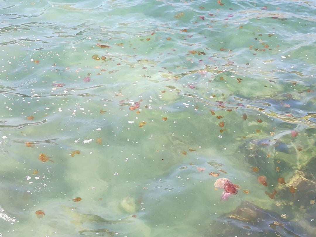 Meduses a Aiguablava