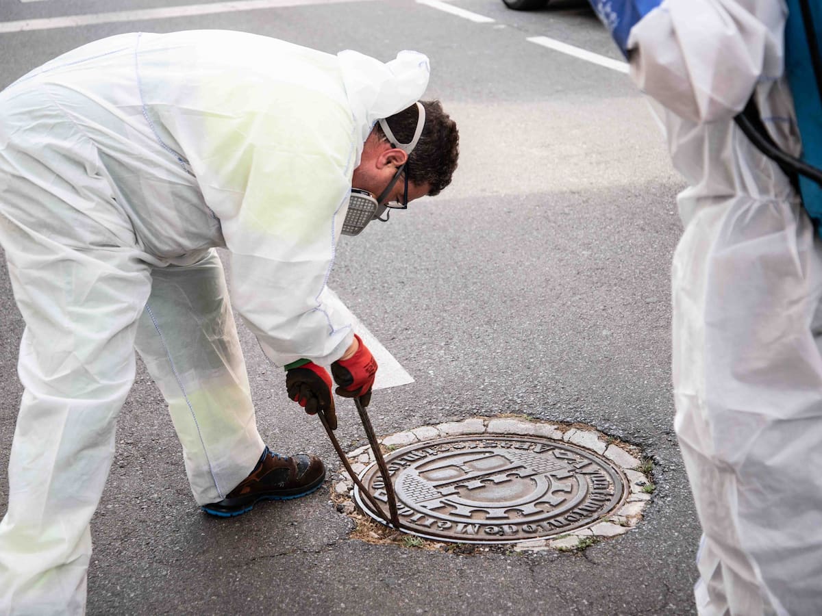 Casi 80.000€ para combatir ratas e insectos en municipios de menos de 20.000 habitantes