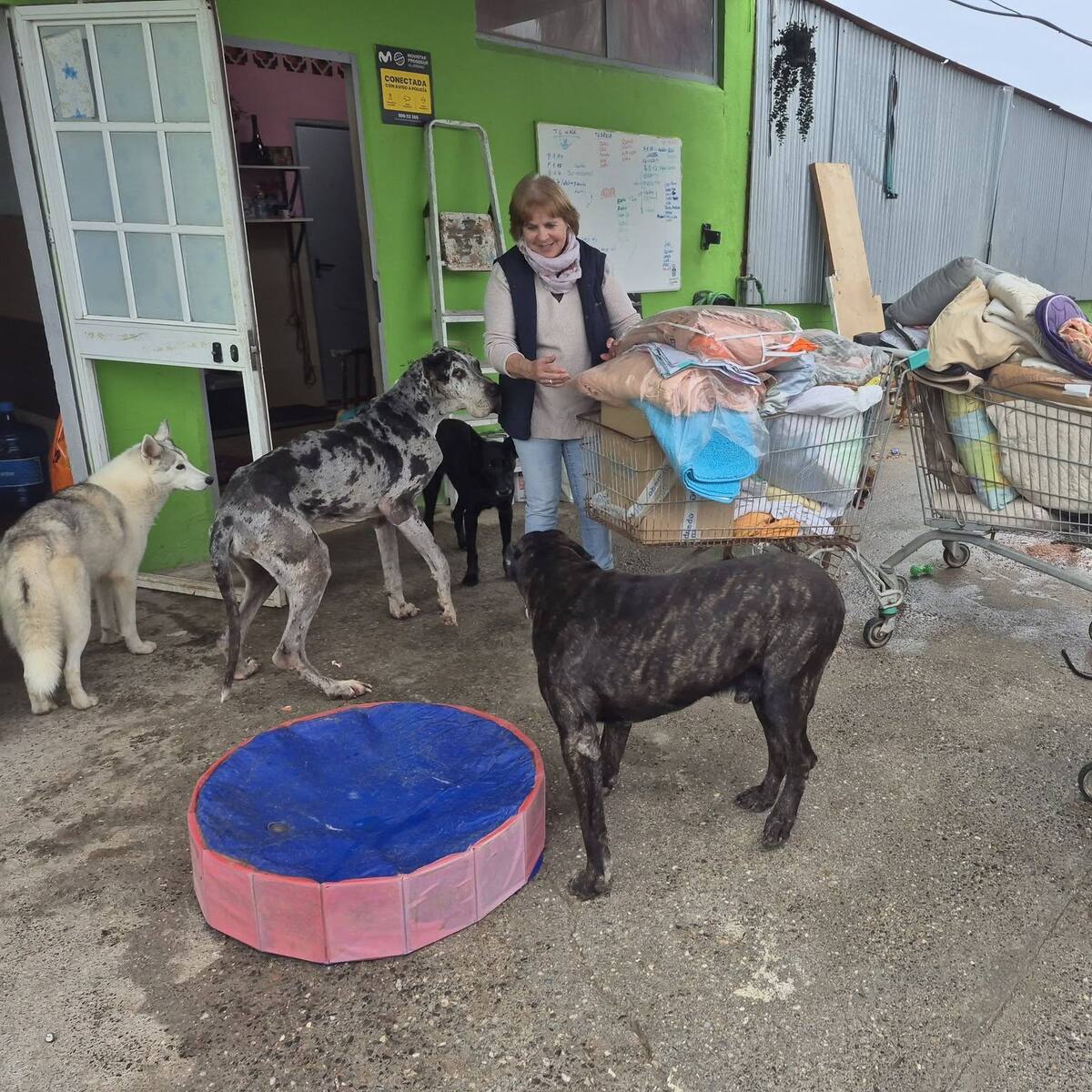 La Asociación Prodean Shelter Campo de Gibraltar pide ayuda tras el temporal
