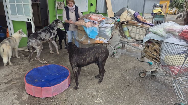 La protectora Animal Shelter pide ayuda en La Línea