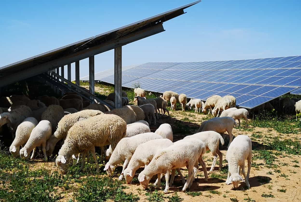 Integración Planta fotovoltaica de Iberdrola