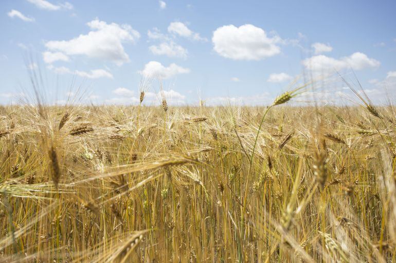 Campo de cereal en Ávila