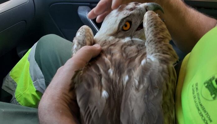 Imagen del animal rescatado