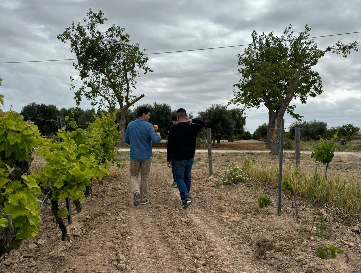 Viñedo ecológico en la bodega Forlong