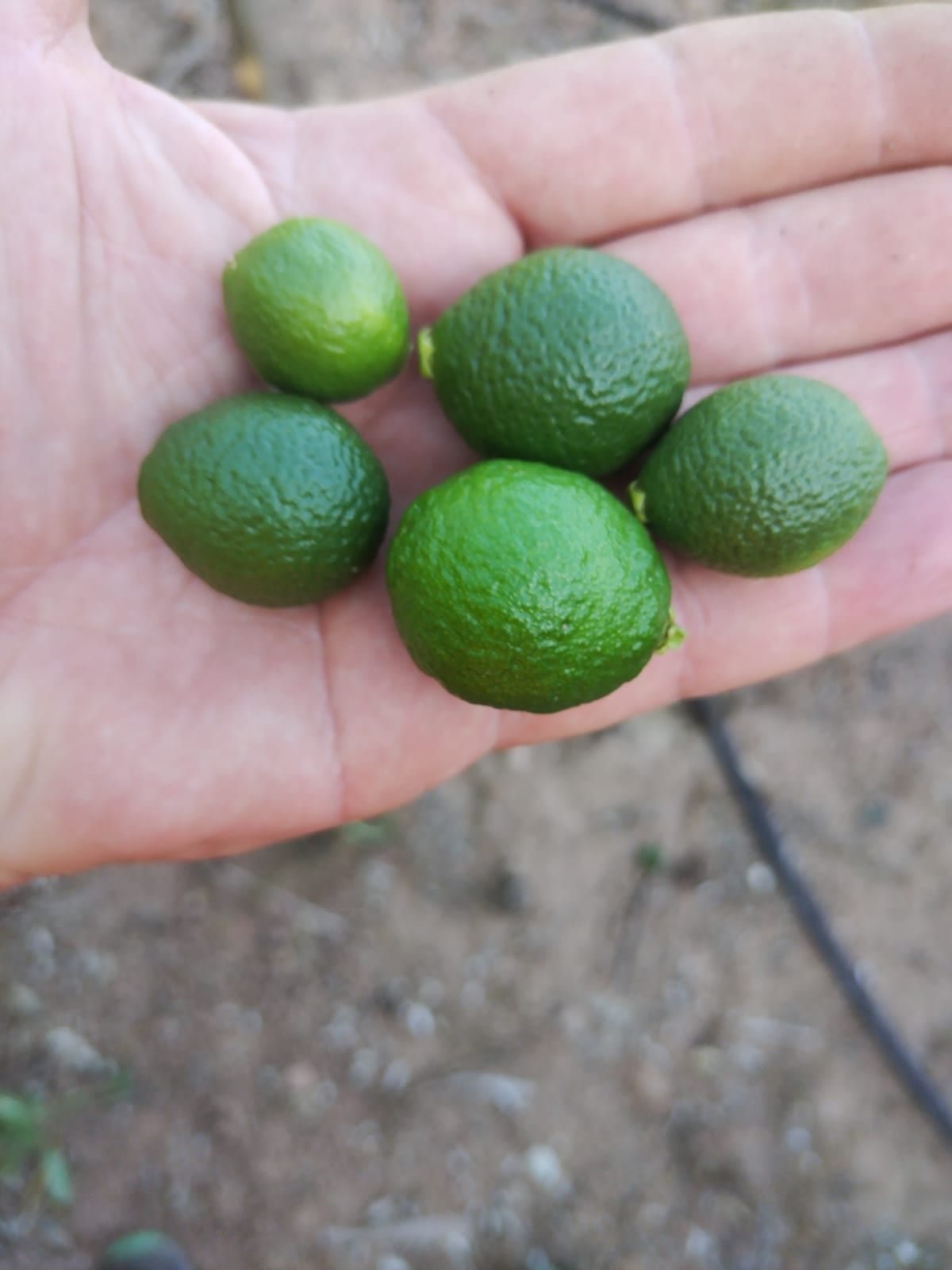 Las naranjas y mandarinas sufren un alargamiento de su forma debido a las altas temperaturas, según denuncia la Unió Llauradora.