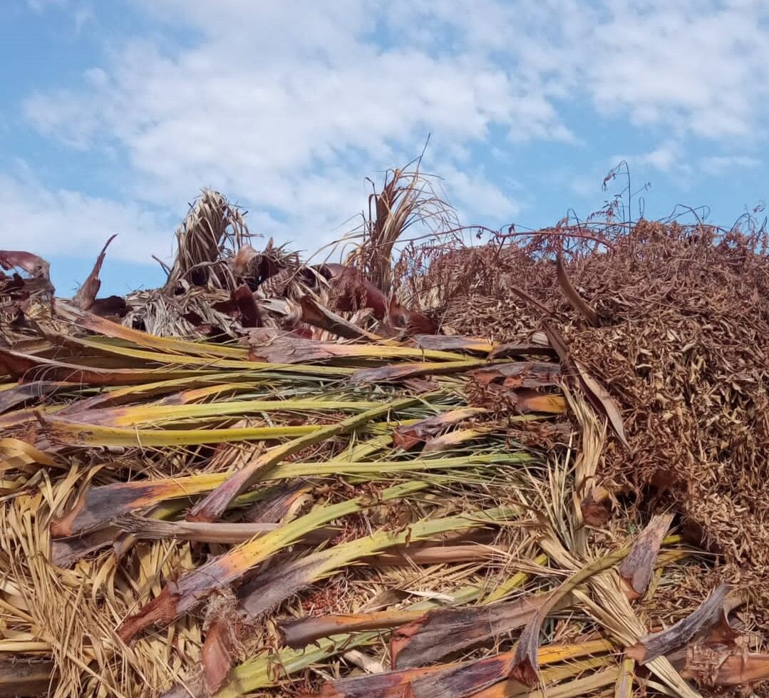 Residuos de palmeras