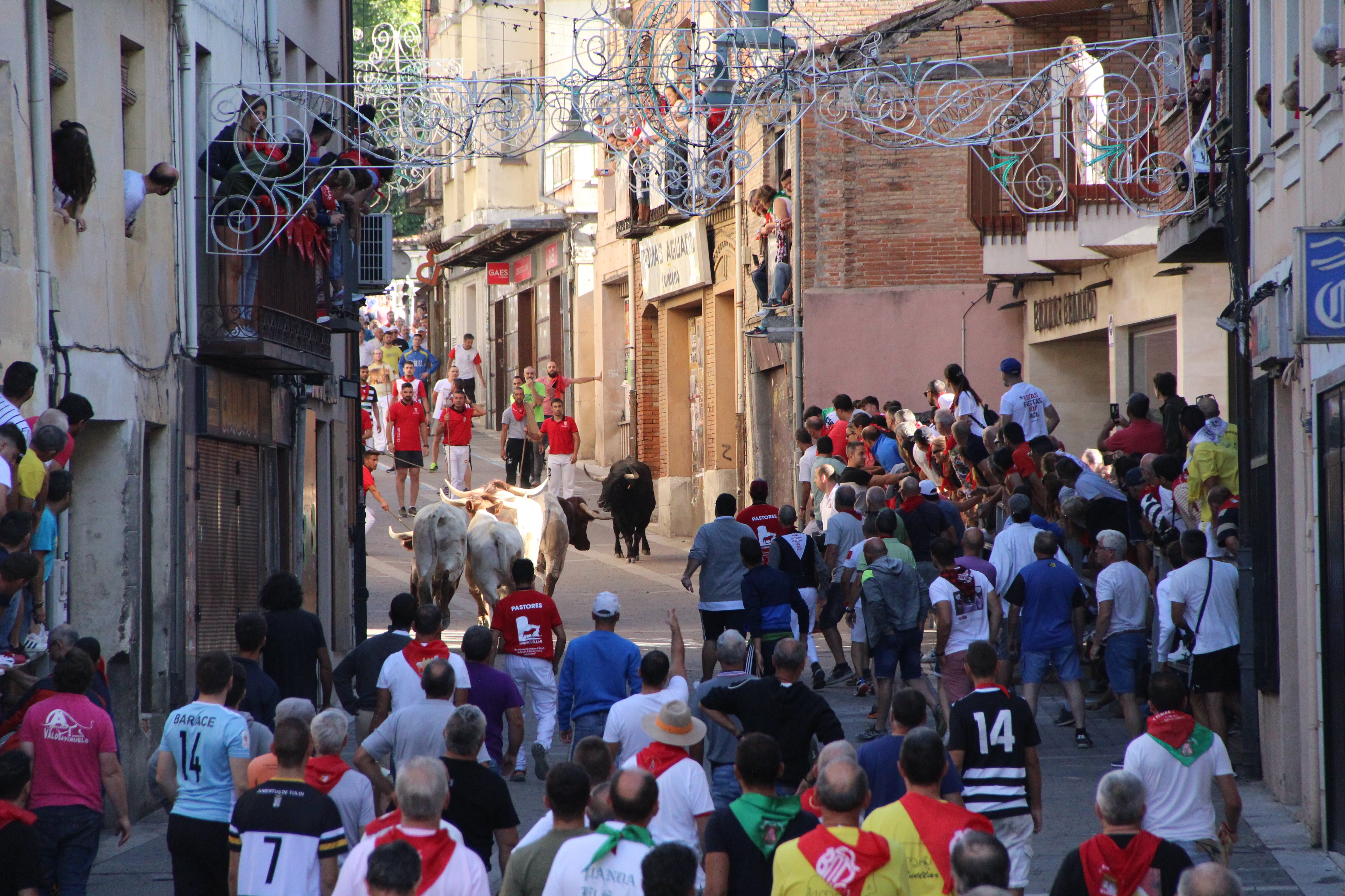 Imagen de uno de los toros parado en la calle Parras e el cuarto encierro de Cuéllar