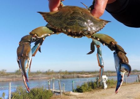 Ejemplar de cangrejo azul capturado en la piscifactoría de estero