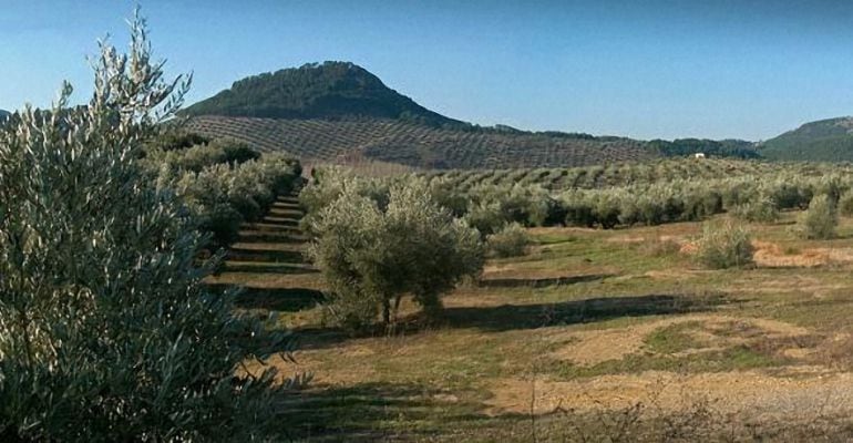 Finca de olivares en Jaén.