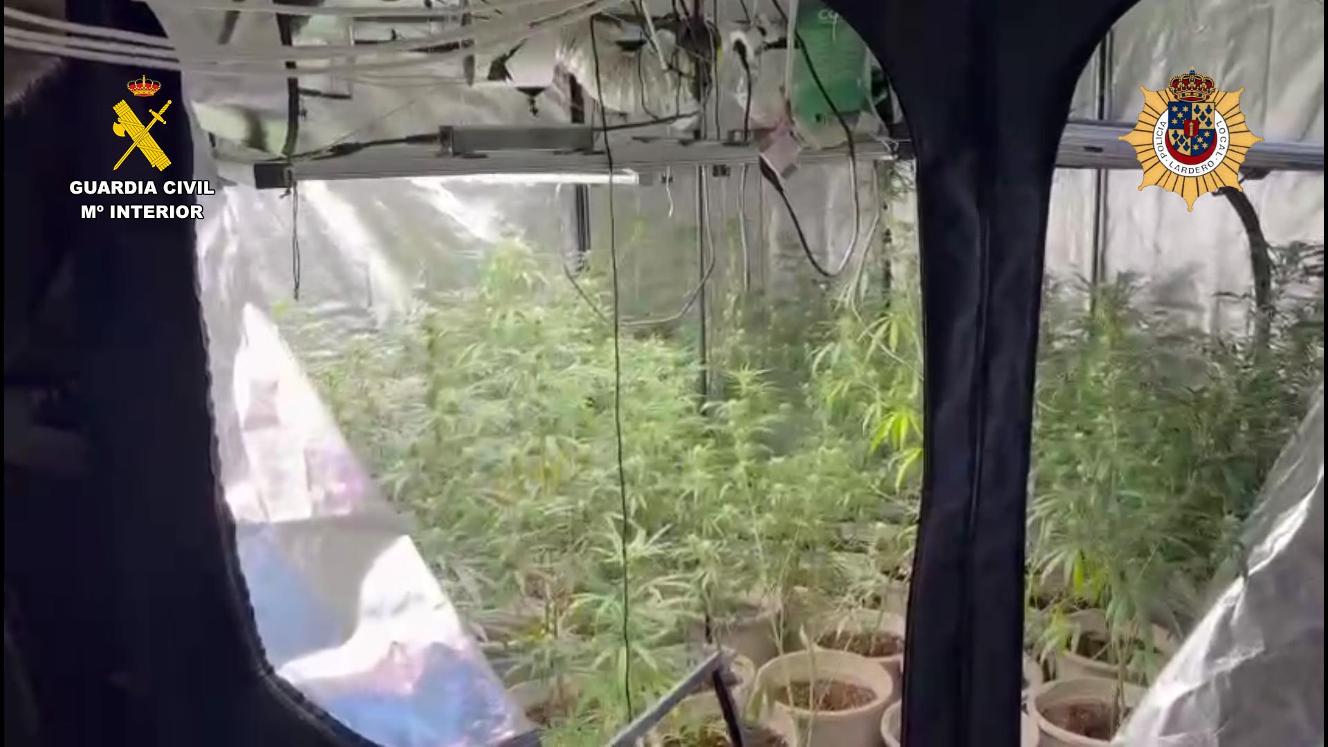 La Guardia Civil desmantela un cultivo de marihuana con 96 plantas en una vivienda de Lardero