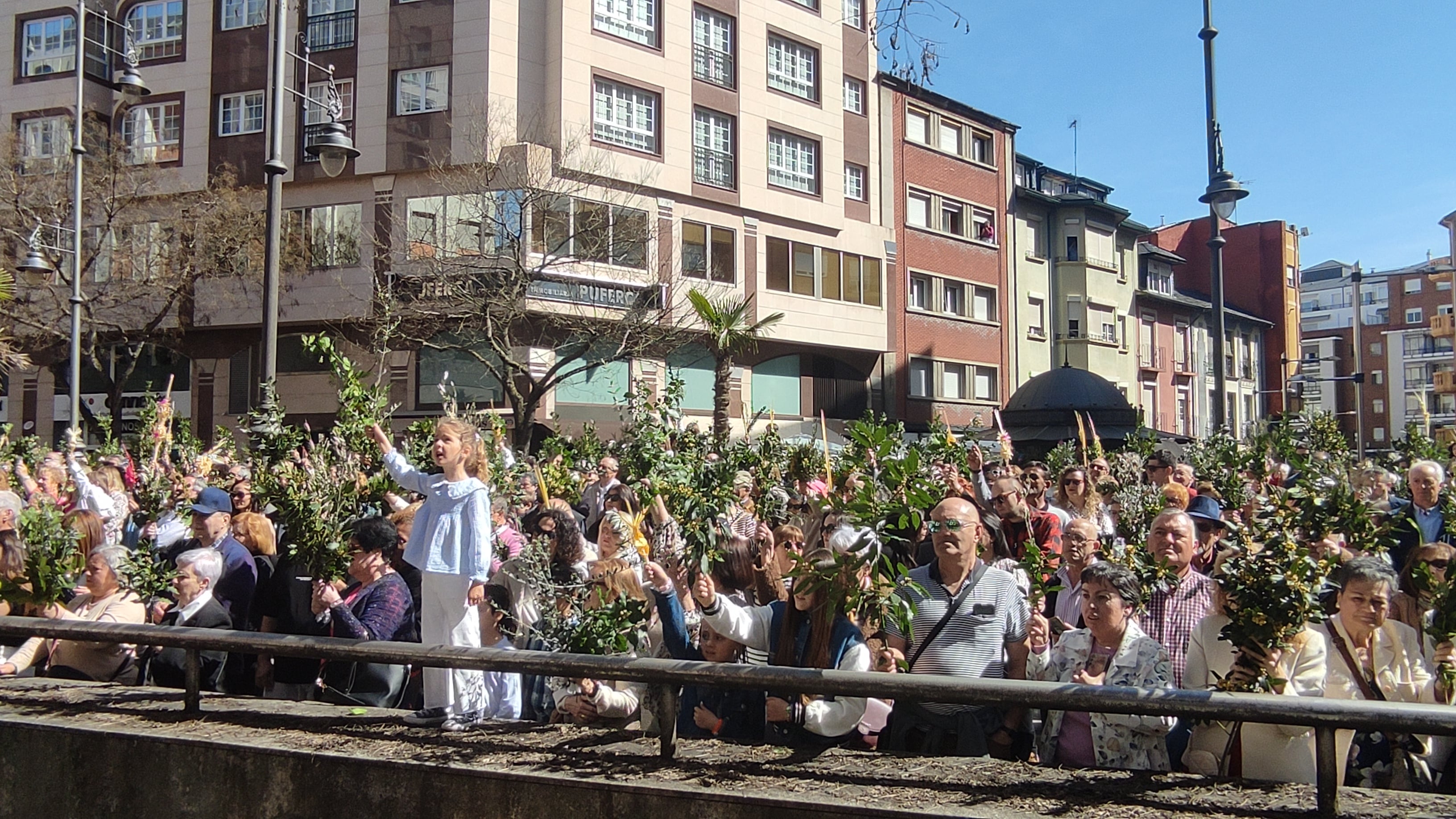 Ramos de olivo, laurel y palmas