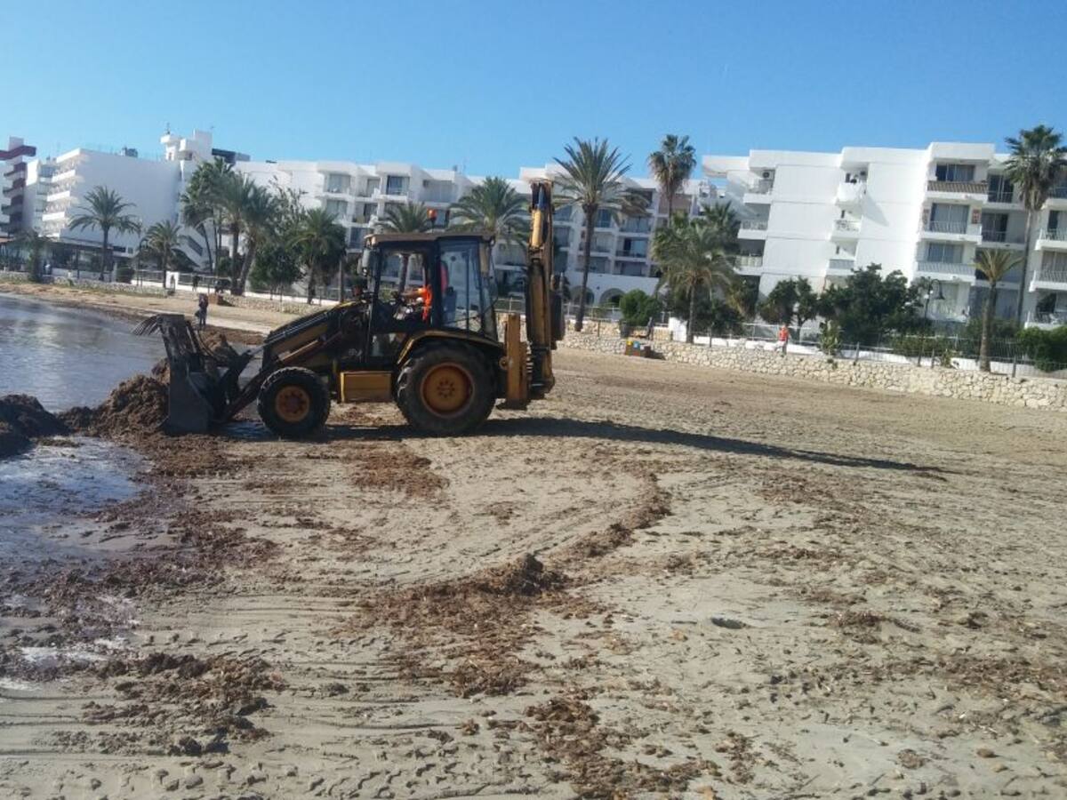 El 70% de la posidònia retirada torna a les platges a final de temporada