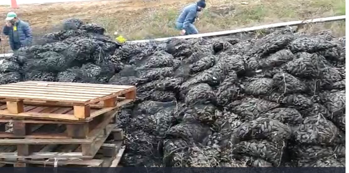 Mejillones en la calzada tras el accidente