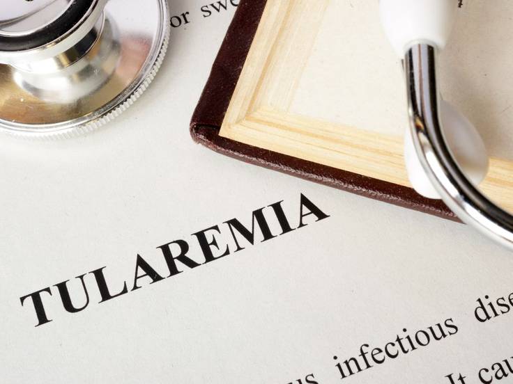Palencia lidera con claridad los casos de tularemia que se registran en España