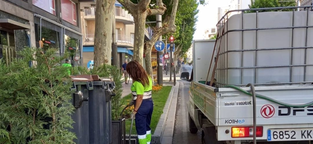 Trabajadores del área de Medio Ambiente acondicionan las zonas verdes de la capital.