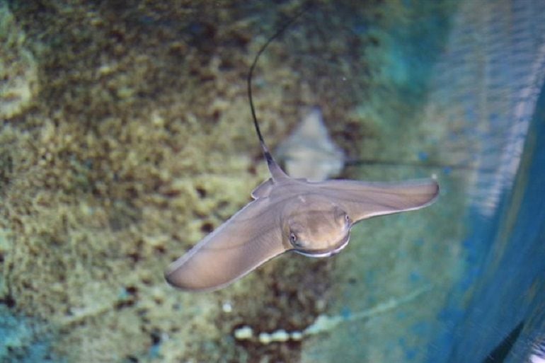 Un ejemplar de las crías de raya de la especie conocida como Águila marina (Myliobatis aquila)