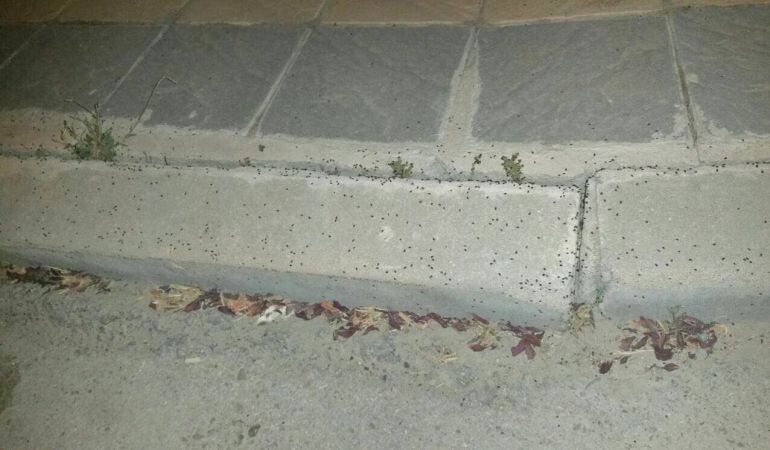 El consistorio llevará a cabo una limpieza en la zona afectada