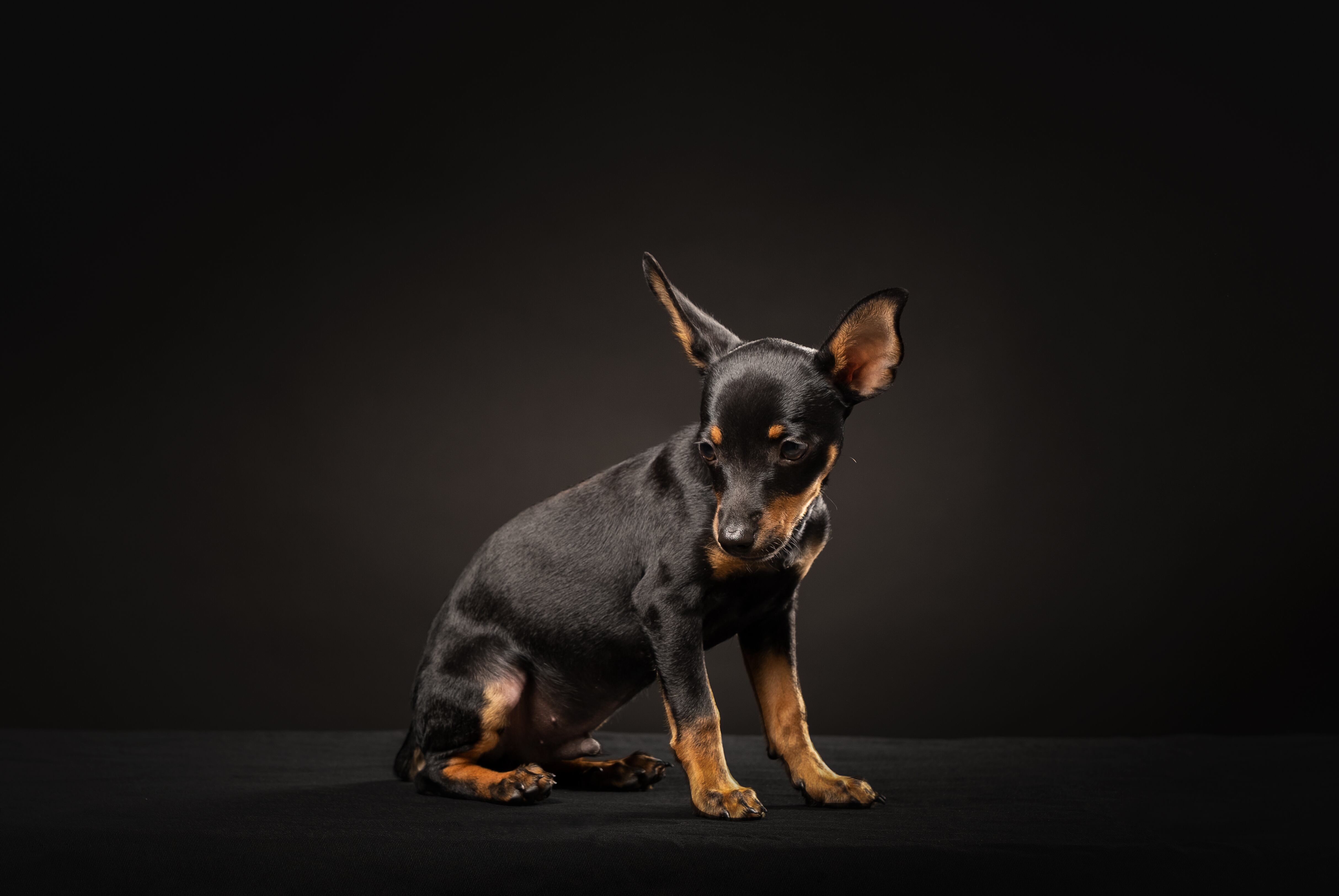 Un pinscher miniatura